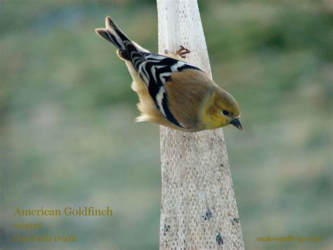Sc South Carolina Bird Pictures Page Perching Birds Bird Pictures