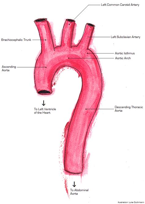 What Three Arteries Branch Off The Aortic Arch Socratic