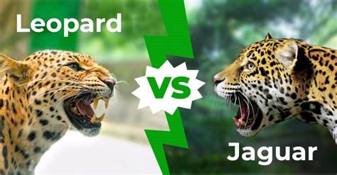 Leopard Vs Jaguar 7 Key Differences