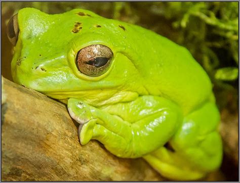 Der Grüne Frosch Foto & Bild | tiere, zoo, wildpark & falknerei ...