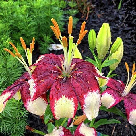 Asian Lily In The Rain Photograph By Bill Swartwout Photography