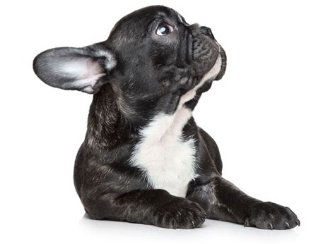 Find local french bulldog puppies for sale and dogs for adoption near you. French Bulldog Puppies For Sale In Florida From Top Breeders