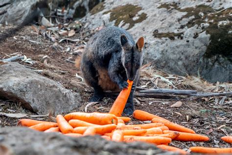 Wildlife experts rush to rescue Australian animals after bushfire ...
