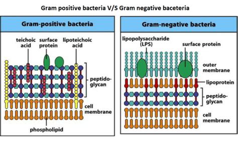 20 Diferencias Clave Entre Las Paredes Celulares De Las Bacterias