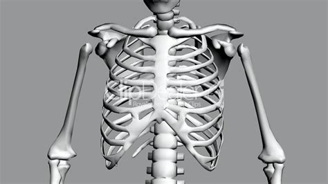 The thorax or chest is a part of the anatomy of humans, mammals, other tetrapod animals located between the neck and the abdomen. Rotation of 3D skeleton.ribs,chest,anatomy,human,medical ...