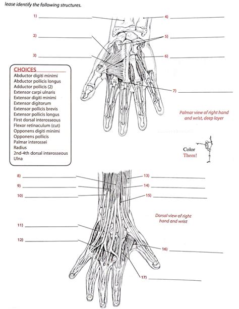 Muscles And Movements Diagram Quizlet