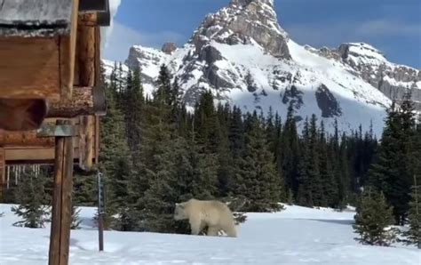 Photographer Captures Incredibly Rare Footage Of White Grizzly Bear In