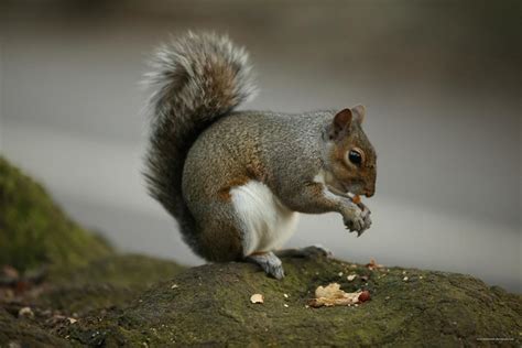 Forestry Commission Advice On Killing Grey Squirrels Not Tough Enough
