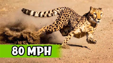 The Worlds Fastest Big Cats Youtube