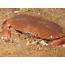 MarLIN  The Marine Life Information Network Edible Crab Cancer Pagurus