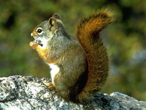Mount Graham Red Squirrel Alchetron The Free Social Encyclopedia