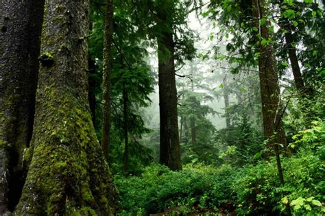 Global Environmental Changes Are Leading To Shorter Younger Trees