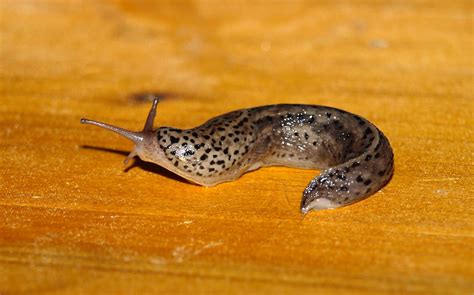 Das mit den nacktschnecken verwandte weichtier erweist sich im garten als äußerst effektiver schneckenjäger. Kostenlose foto : Fauna, wirbellos, Nahansicht, Weichtier ...