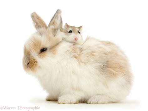 Baby Bunny With Roborovski Hamster Riding On Back Photo Wp41467