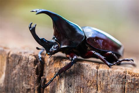 Rhino Beetle