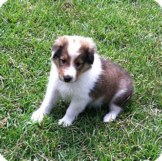 Learn more about city of columbia animal services in columbia, sc, and search the available pets they have up for adoption on petfinder. Columbia, SC - Collie. Meet Laddie a Puppy for Adoption ...