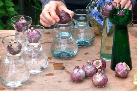 Growing Hyacinth Bulbs In A Glass Vase Bbc Gardeners World Magazine