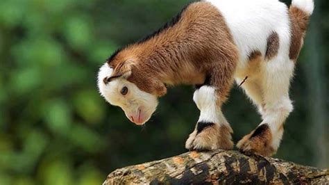 Desktop Images Free Wallpapers Cute Animals Animal