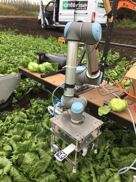 Scientist Develop First Lettuce Picking Robot Uk Scientist