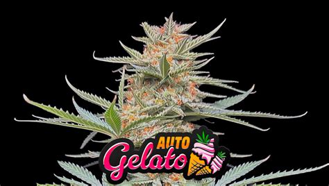 Gelato Auto Cannabis Strain Week By Week Guide Fast Buds