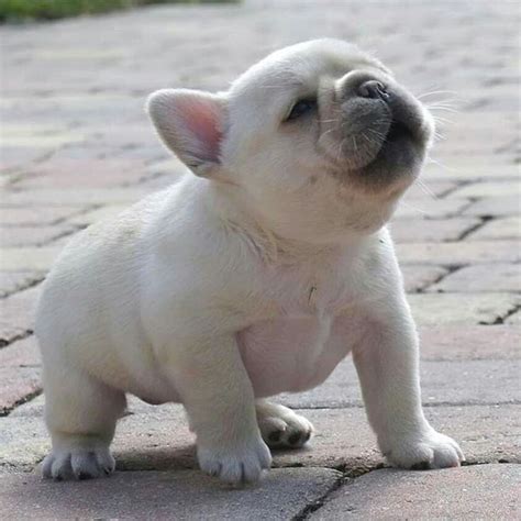 The Cutest Little White Frenchie Cutest Frenchie White Cute