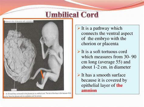 Ppt Fetal Membranes Powerpoint Presentation Free Download Id2652392