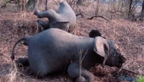 A Cada Minutos Um Elefante Morto Por Ca Adores Mil Elefantes