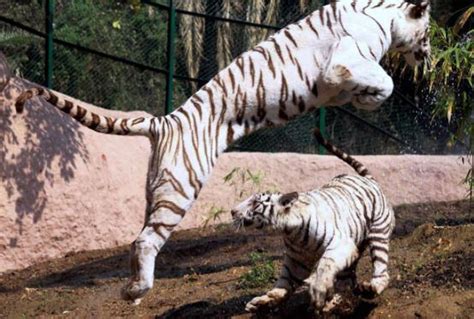 A Week Into His Job Zookeeper In India Was Mauled To Death By Two