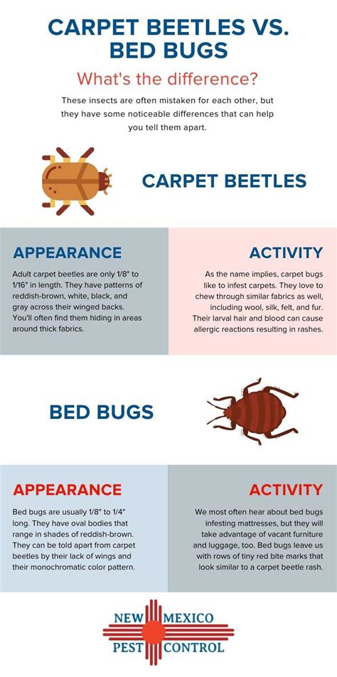 How To Tell The Difference Between Carpet Beetles And Bed Bugs