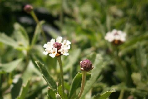 Frog Fruit Verbena May Plant Of The Month Garden Center