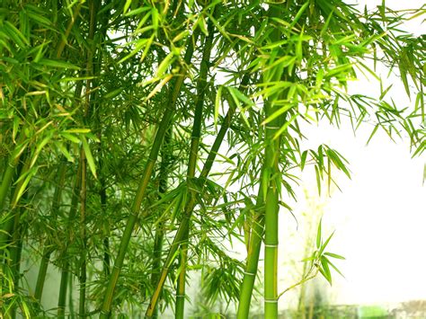 Hd Wallpapers Bamboo Tree Hd Wallpapers