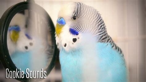 Budgie Sounds Cookie Singing To Mirror Youtube