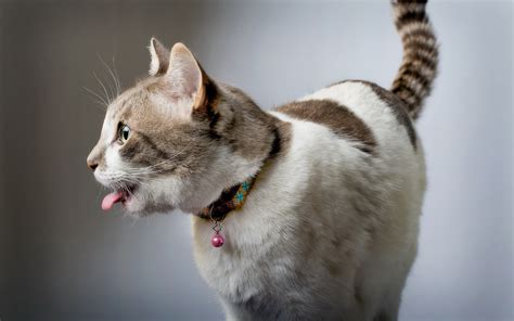 Download Wallpaper For 1920x1080 Resolution Funny Cat Tongue House