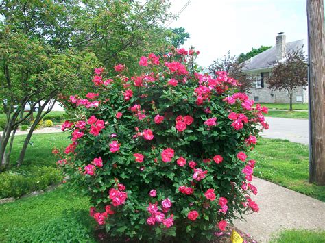 My Knock Out Rose Bush This Spring Gardens I Like