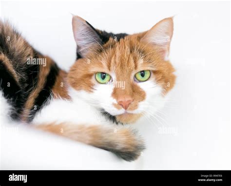 A Calico Domestic Shorthair Cat With Bright Green Eyes Stock Photo Alamy