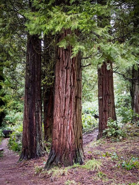 Native Trees Of The Pacific Northwest A Geographic Guide Story Map