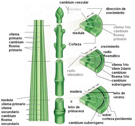 Crecimiento Y Desarrollo De Los Vegetales NauČiti Plus