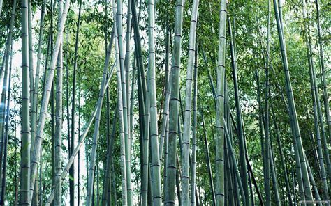 Download Bamboo Forest Wallpaper Pictures By Rpratt Bamboo Forest Wallpaper Wallpaper