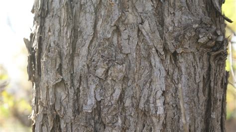 American Elm Ulmus Spp Ulmaceae Ulmus Americana Elm Tree Bark