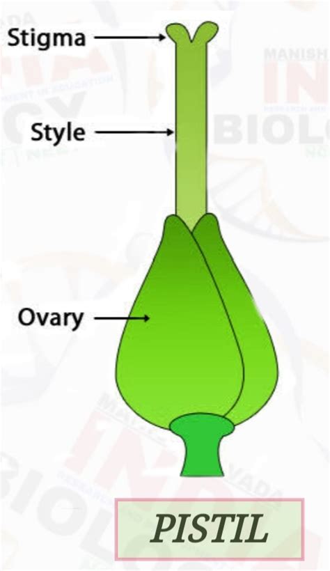 Pistil The Female Reproductive Organ