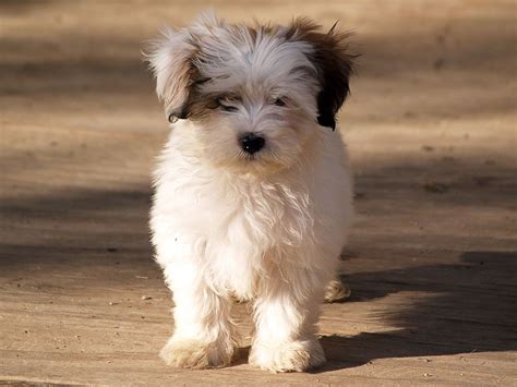 Check spelling or type a new query. Shih Tzu Maltese Mix Puppies Wallpaper | Shih tzu maltese ...