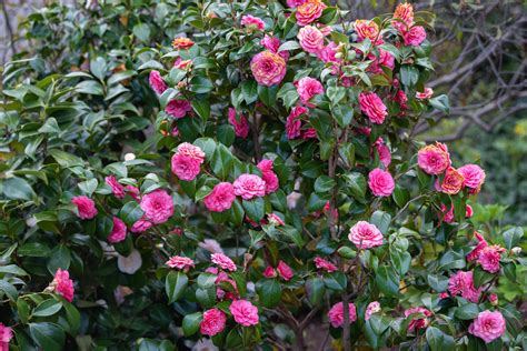 Camellia Japonica How To Grow And Care For Japanese Camellia