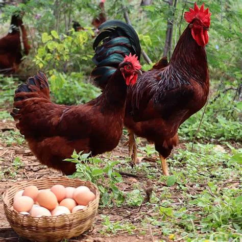 10 Heritage Chicken Breeds For Your Backyard Coop