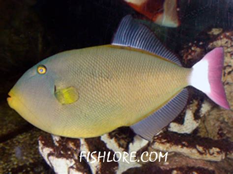 Pink Tail Triggerfish Care Size Life Span Tank Mates Breeding