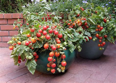 The Secret To Container Vegetable Gardening Mnn Mother