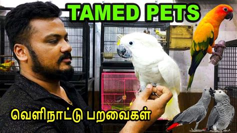 Birds For Sale Chennai Velachery Delivery Available Exotic Birds