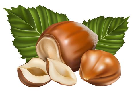 Free Hazelnut Cliparts Download Free Hazelnut Cliparts Png Images