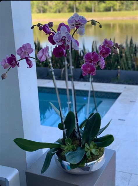 Elegant Orchids Of 4 My Divine Decors Flower Boutique Flower Arrangements