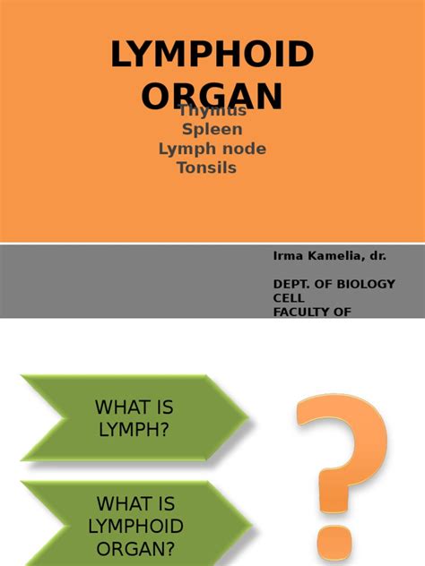 Lymphoid Organ Thymus Spleen Lymph Node Tonsils Pdf Lymphatic