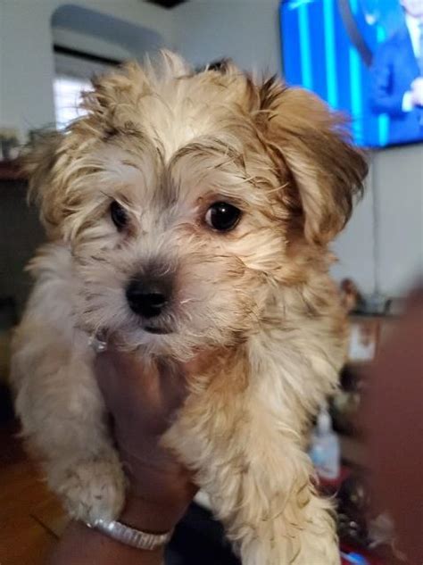 The place i live at will no longer let me have him. Morkie puppy dog for sale in Cleveland, Ohio